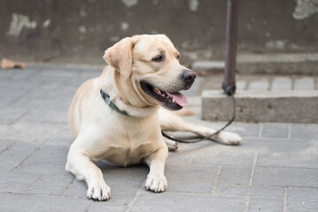  Labrador retriever dog resting in the street and waiting for his owner.