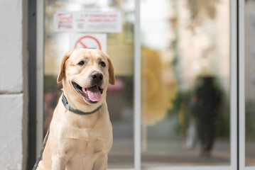 Portrait of a beauty labrador dog on the street