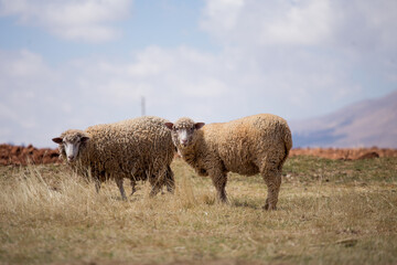 several sheep in a rural area, Animal concept.