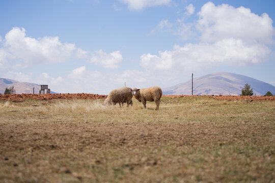 several sheep in a rural area, Animal concept.