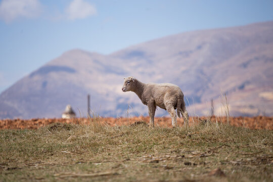 Small sheep in a rural area, Concept of animals.