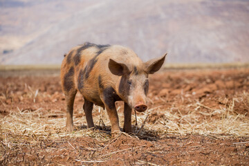 pig in a rural area, Concept of animals.