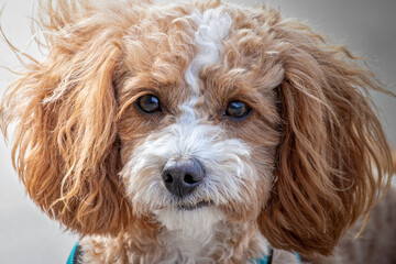 closeup of a cute  fluffy brown and white dog