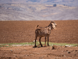 goat on a mountain in South America (Peru). Concept of animals.