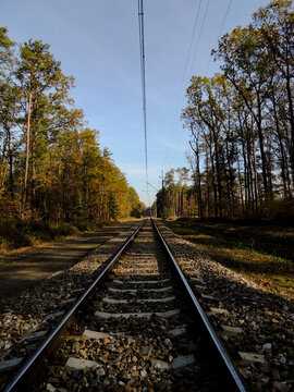 railroad tracks in the forest