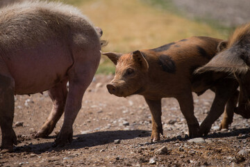 Fototapeta premium pigs walking in a rural field, Concept of animals.