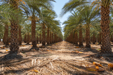 Palmiers Californie