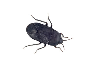 Black bug on a white background. Aellopus atratus     