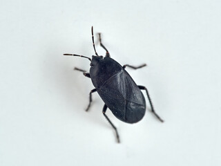 Black bug on a white background. Aellopus atratus     