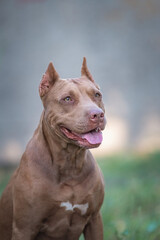 Cute purebred american pit bull terrier outdoors in summer.