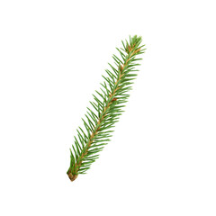 spruce branch of green spruce with needles isolated on white background, young spruce tree
