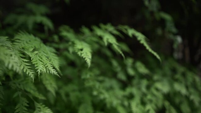 close up of forest plants and a hand touching them in kaiate falls 