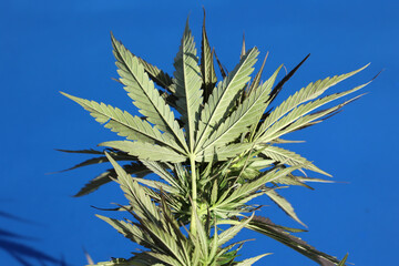 Zielony liściasty krzak marihuana w promieniach słońca. 