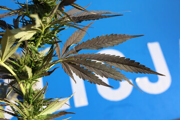 Zielony liściasty krzak marihuana w promieniach słońca zatrzymany przez policję.  - obrazy, fototapety, plakaty