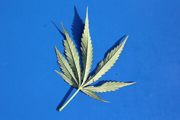 Zielony liściasty krzak marihuana w promieniach słońca zatrzymany przez policję.  - obrazy, fototapety, plakaty