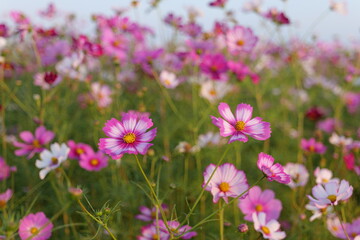 Obraz premium flower, 네이처, flower, 뜰, 분홍, 식물, 여름, 봄, 블로섬, 식물, 들판, 목초지, 보라색, 개화, 목초, 개화, 미, 원예, 나뭇잎, red, 계절, 난폭한, 변색, 들꽃