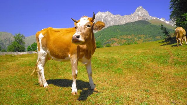 White brown spotted cow walking against backdrop of mountains. Idyllic summer landscape in mountains with cows grazing on fresh green mountain pastures and snow-capped mountain peaks in background