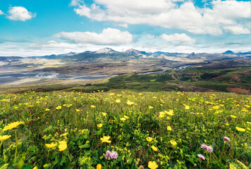 Mountain view and yellow flower blooming on the peak in sunny day on summer