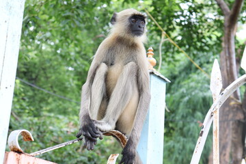 Obraz premium japanese macaque sitting on a tree
