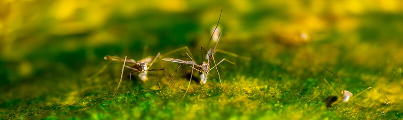 Swarm of mosquitoes on the background of the lake. A flock of mosquitoes near ponds.