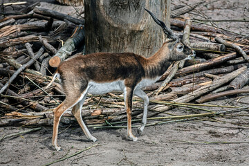 Naklejka na ściany i meble Blackbuck antelope in its enclosure. Latin name - Antilope cervicapra 