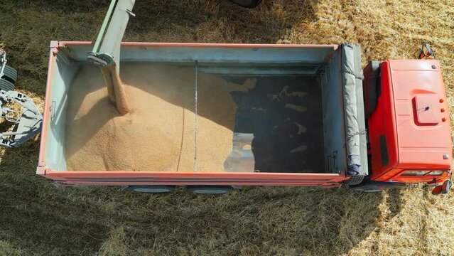 Aerial footage of combine loading wheat grains in truck on autumn harvesting. Combine harvester pouring barley Into trailer, drone view.