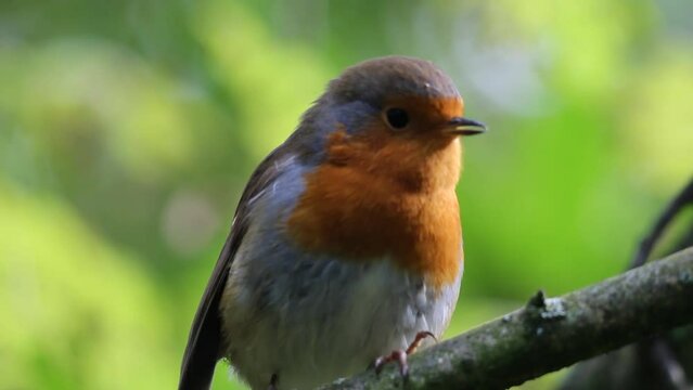 A Robin Redbreast singing and tweeting in the forest. These birds are popular around Christmas time and often found on the front of holiday cards.