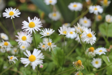 daisies in the lawn, wild herbs, first flowers