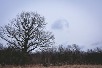 Standalone tree in a forest near Iasi, Romania during autumn with copy space
