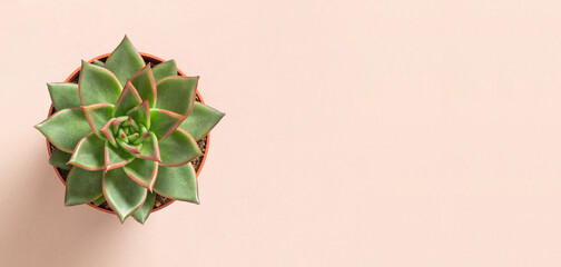 Succulent plants in pots on beige background. Potted succulent house plants. Flat lay, top view,...