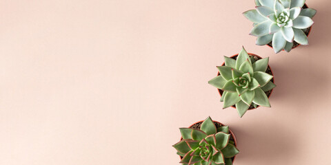 Collection succulent plants in pots on beige background. Potted succulent house plants. Flat lay,...