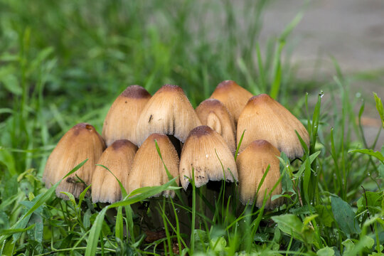 ink mushrooms (Coprinus micaceus)
