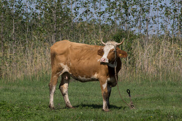 The cattle (Bos taurus)