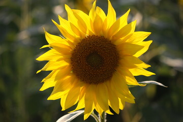 Fototapeta premium Sunflower flower close up.