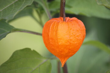 Physalis flower close-up.