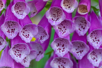 Purple foxglove flowers close-up.