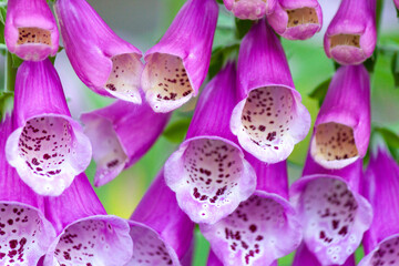 Purple foxglove flowers close-up.