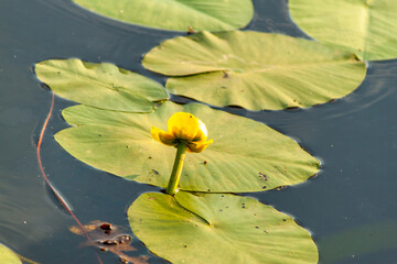 Close-up of a yellow flower grown on a pond.