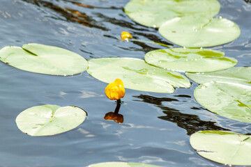 Close-up of a yellow flower grown on a pond.