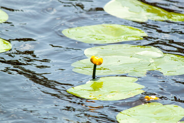 Close-up of a yellow flower grown on a pond.