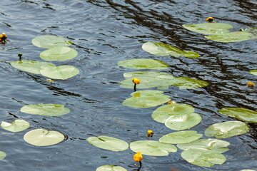 Close-up of a yellow flower grown on a pond.