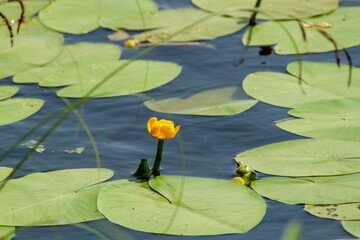 Close-up of a yellow flower grown on a pond.