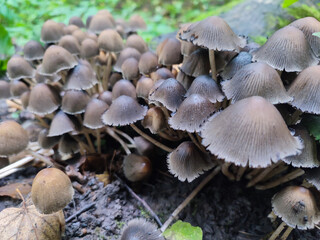 Coprinellus disseminatus mushrooms or fairy inkcap in forest
