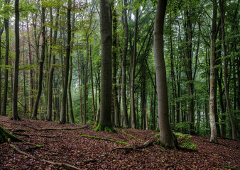 Obraz premium Im Hochwald Marburg Marbach, Buchen