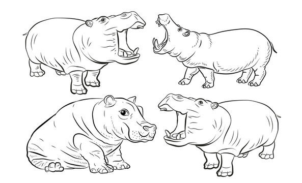 In the animal world. An image of an African hippo.
 Black-and-white  drawing, coloring. Vector drawing.