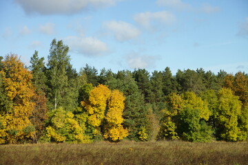 Colorful yellow autumn landscape with trees