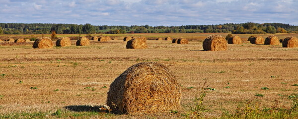 A many hay bales in the autumn field