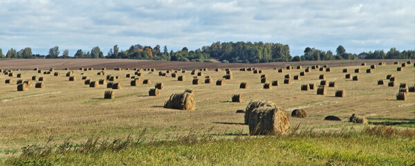 A lot hay bales in the autumn field