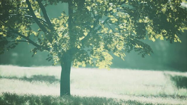 Big mapple tree with green leaves in a summer day