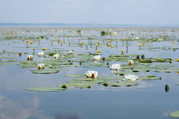 White lilies and yellow water flowers on the river surface.